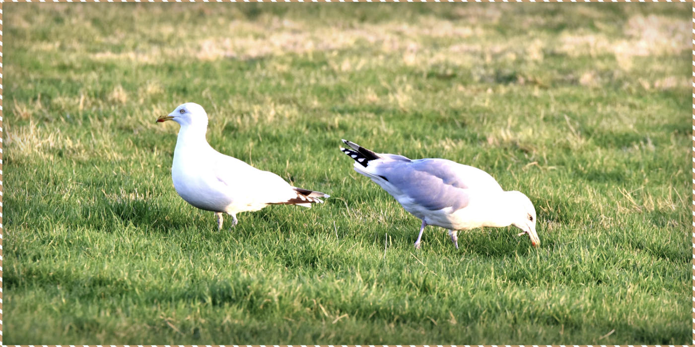This is a picture of a pair of seagulls, taken from the window of our bed and breakfast in Rhosneigr, Anglesey. It is being used as the decorative header of a blog post.