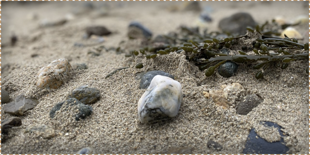 This is a blog header image depicting a variety of objects on a beach, photographed up close. It is a beach local to our bed and breakfast in Anglesey.
